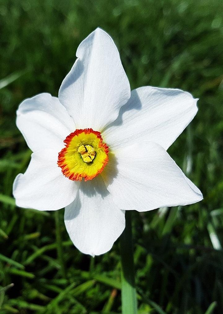 Sadzenie narcyzów w ogrodzie