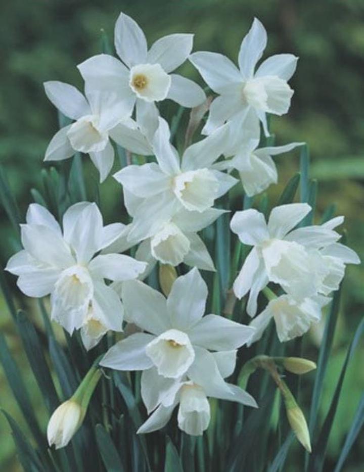 Termin sadzenia narcyzów