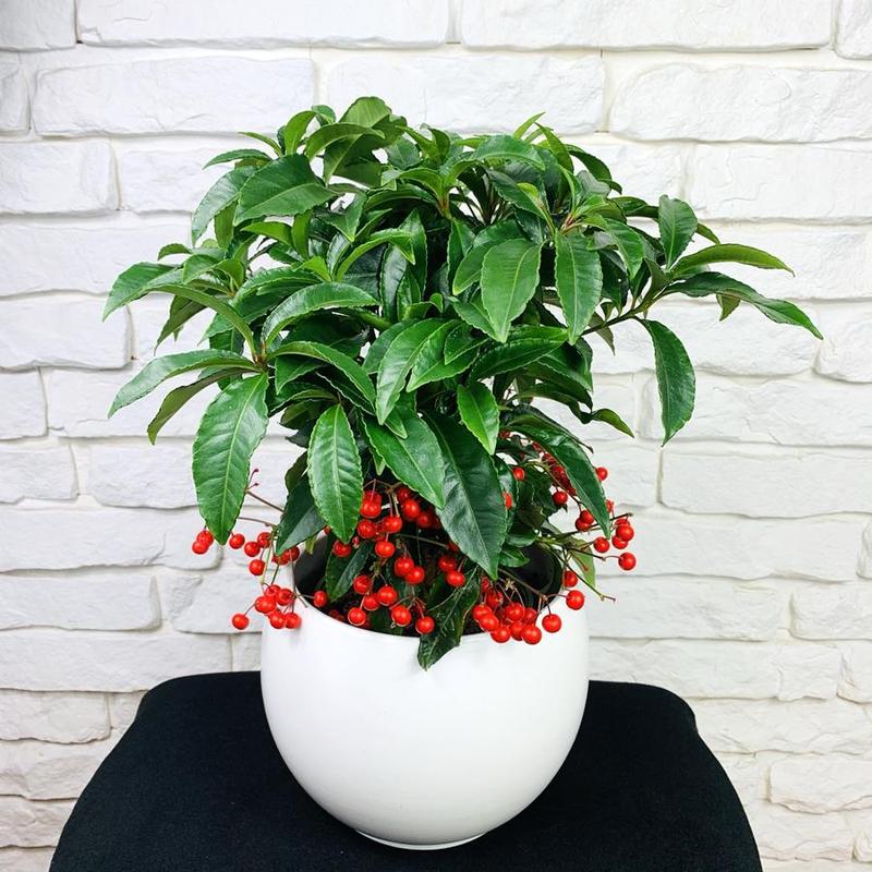 Uprawa ardizji warunki