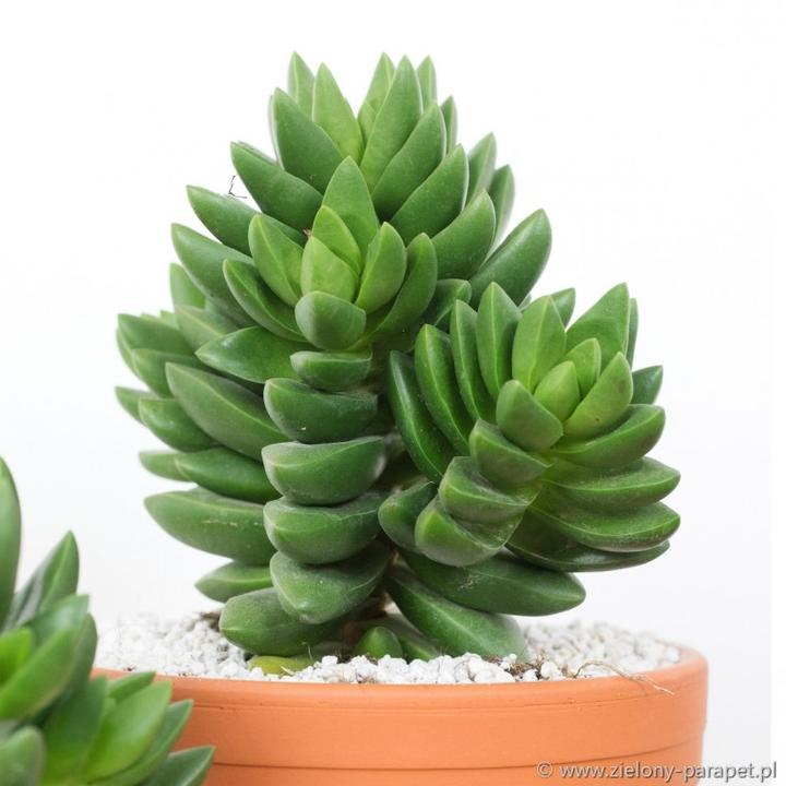 Uprawa grubosza jajowatego