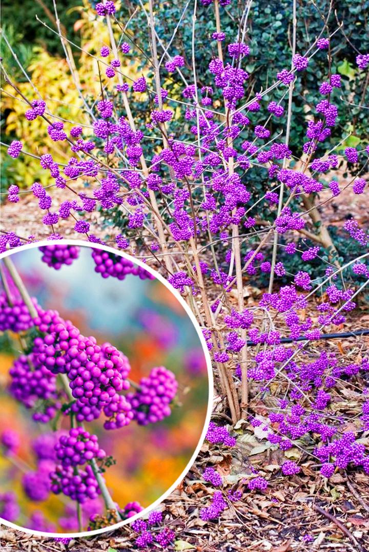 Uprawa pieknotki bodiniera