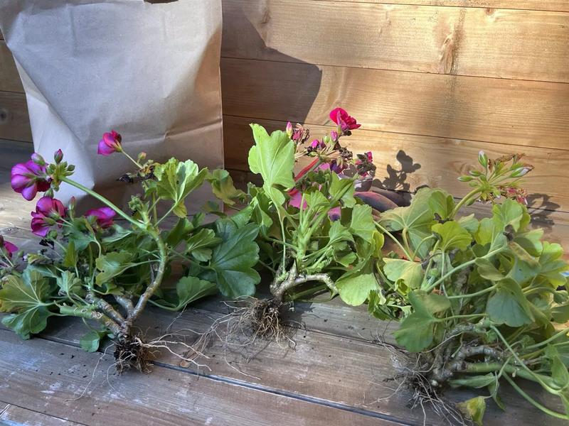 Warunki przechowywania pelargonii