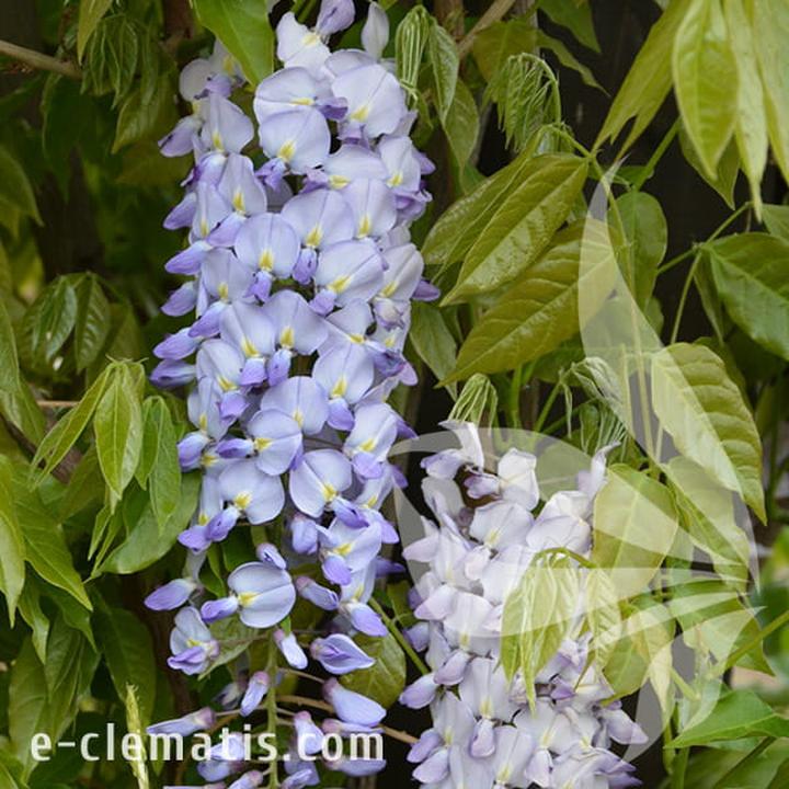 Wisteria pielęgnacja