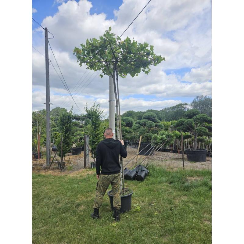 Wymagania glebowe drzewa parasol