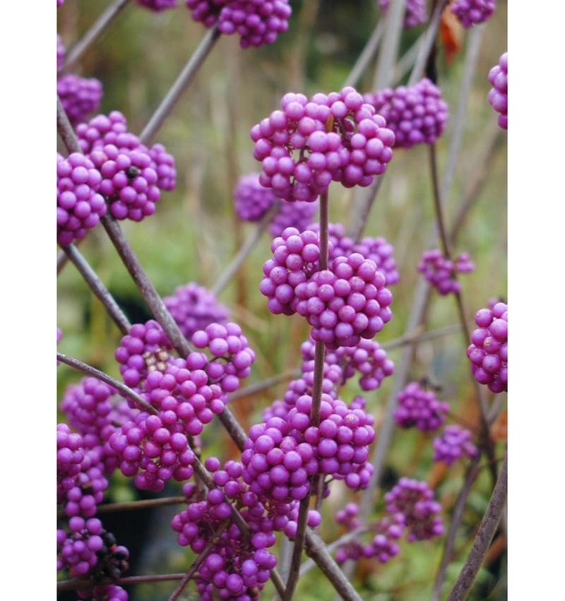 Wymagania siedliskowe pieknotki bodiniera