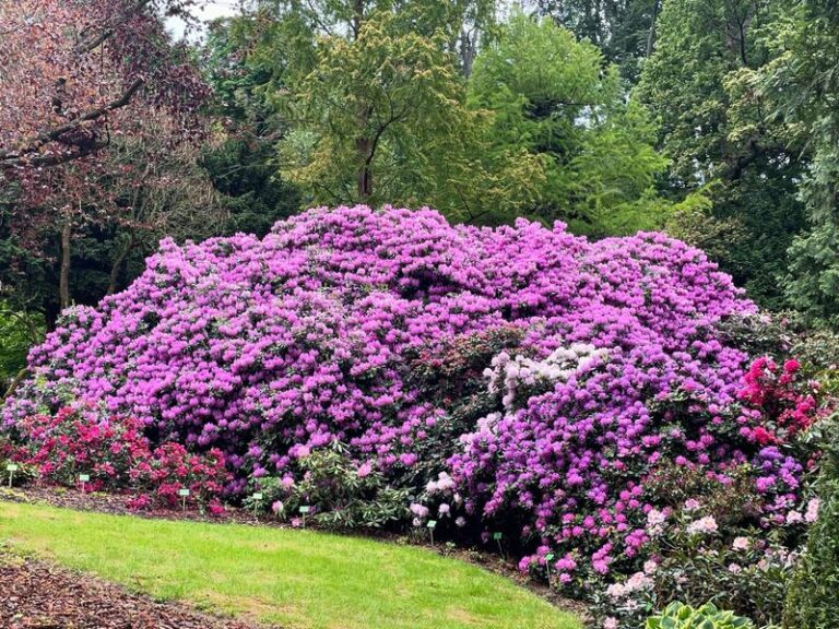 Dlaczego liście rododendronów żółkną i schną? Sprawdź, jak je uratować!