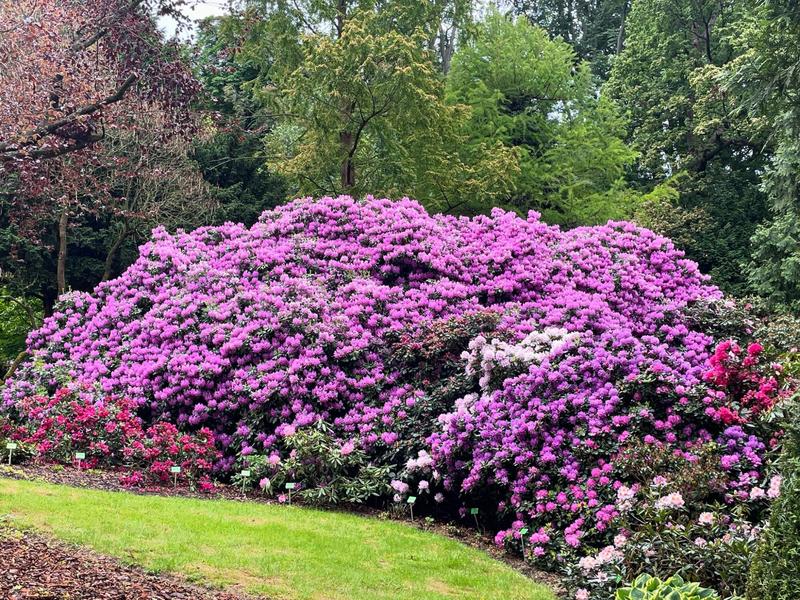 Dlaczego liście rododendronów żółkną i schną? Sprawdź, jak je uratować!