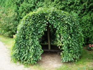 Jak dbać o drzewo parasol, aby stało się idealną ozdobą Twojego ogrodu?