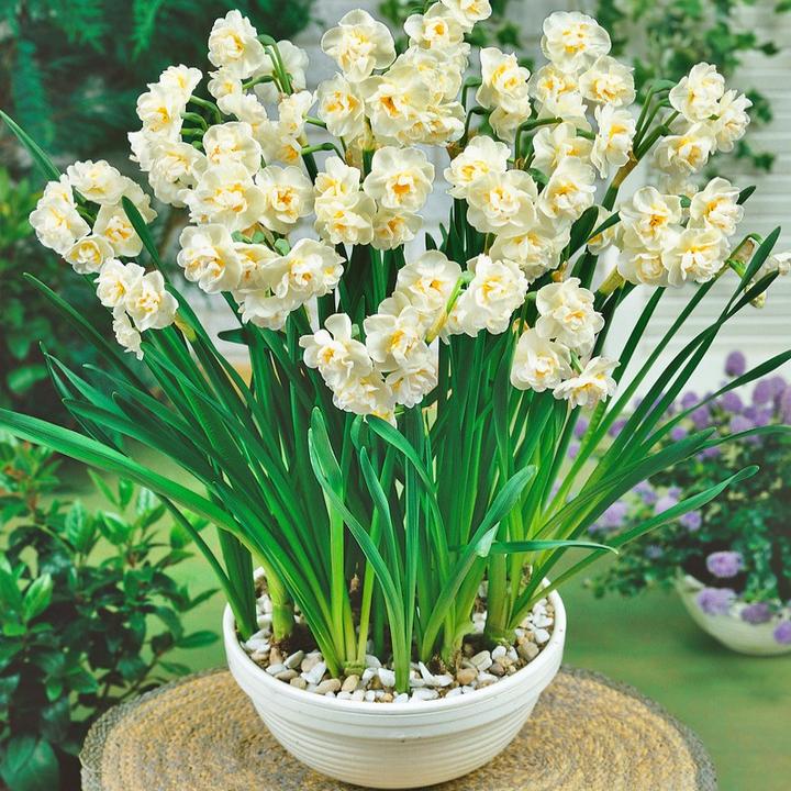 Jak skutecznie posadzić i dbać o narcyza białego w swoim ogrodzie?
