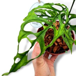 Jak skutecznie rozmnażać monsterę dziurawą i variegata? Praktyczny przewodnik po rozsadzaniu.