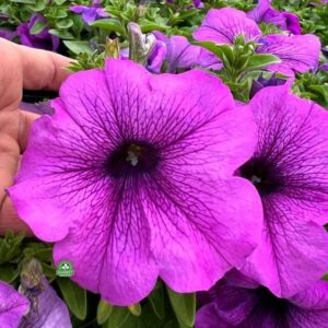 Jak skutecznie uprawiać surfinie: kiedy kwitną i kiedy najlepiej je sadzić?