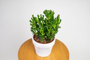 Jak zadbać o drzewko szczęścia? Podstawy uprawy, pielęgnacji i podlewania grubosza jajowatego