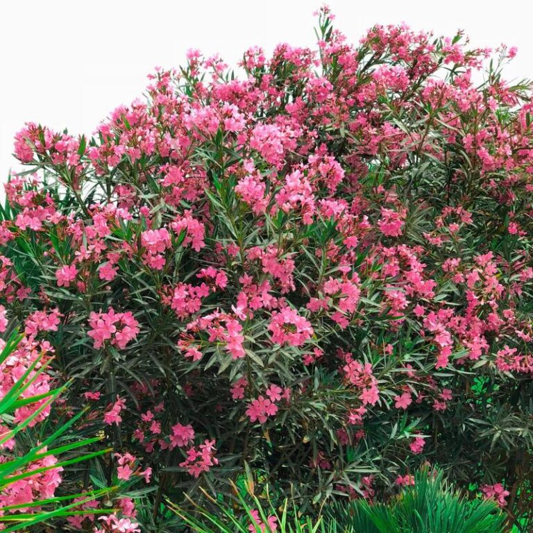 Oleander w Twoim domu – jak go skutecznie uprawiać i pielęgnować?