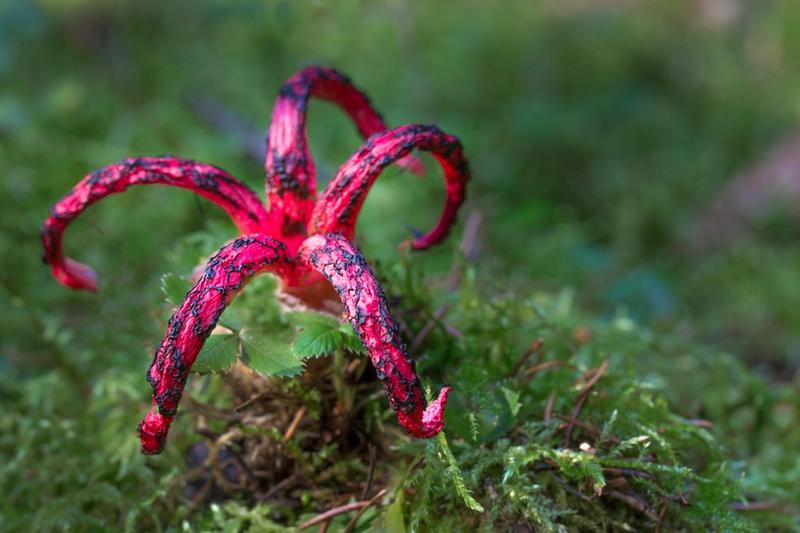 Palce diabła – odkryj, gdzie rośnie okratek australijski i czy można go jeść