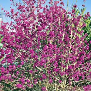 Pieknotka bodiniera – jak skutecznie uprawiać i pielęgnować tę wyjątkową roślinę?