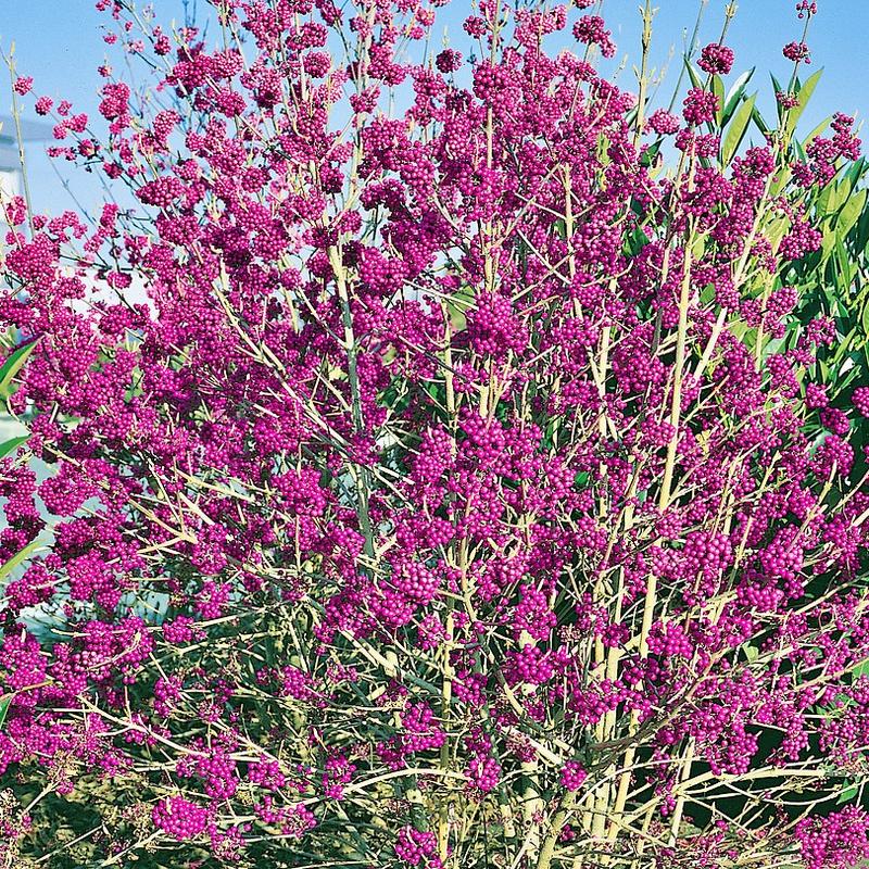 Pieknotka bodiniera – jak skutecznie uprawiać i pielęgnować tę wyjątkową roślinę?