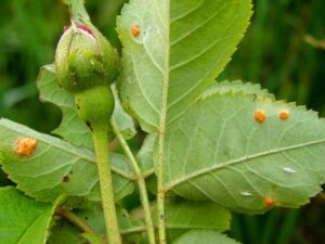 Skuteczne sposoby na zwalczanie rdzy róży i malwy – jaki oprysk wybrać?