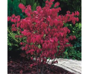 Zaskakujące zalety trzmieliny oskrzydlonej — plonujący krzew, który zachwyca w ogrodzie