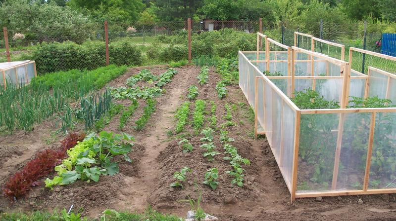 Co sadzić obok pomidorów