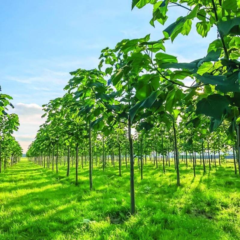 Drzewa szybko rosnące do ogrodu