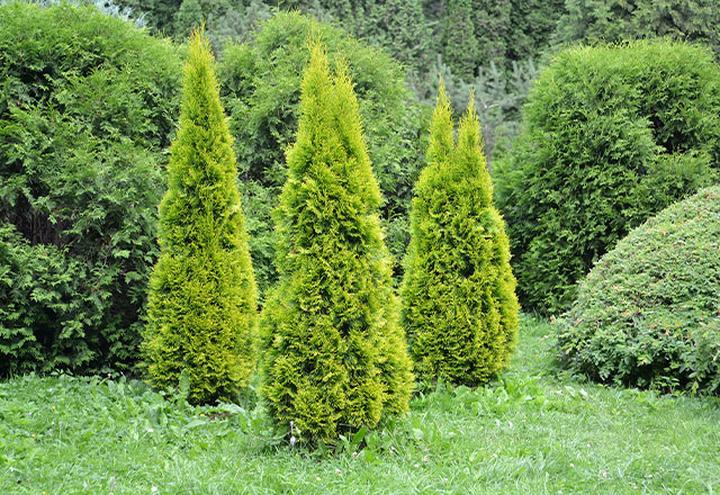 Najpiękniejsze gatunki choinek