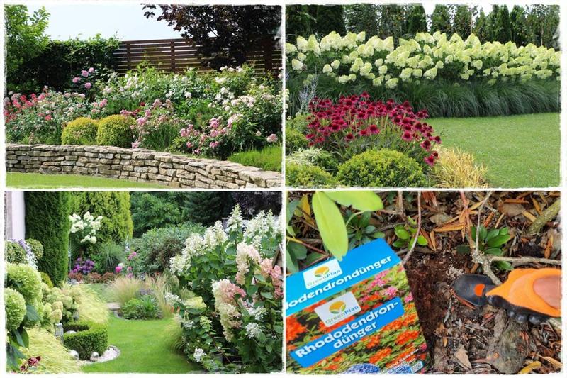 Nawożenie róż domowych