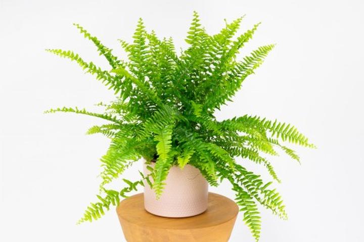 Oświetlenie dla paproci