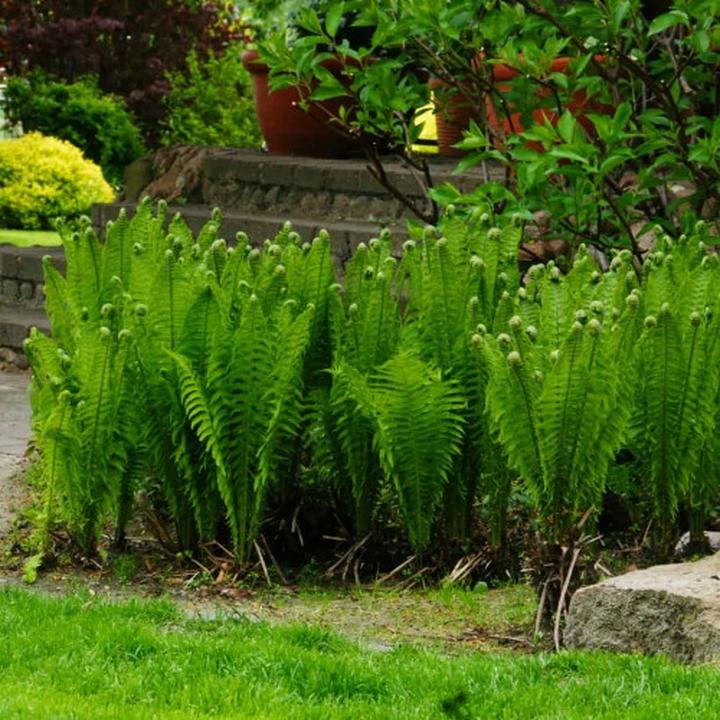 Przyczyny usychania paprotki