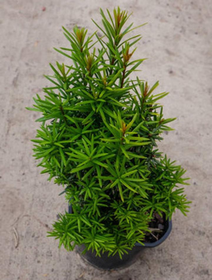 Rodzaje choinek ogrodowych