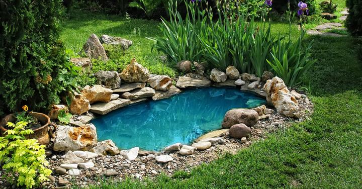 Rośliny do oczka wodnego i ekosystem