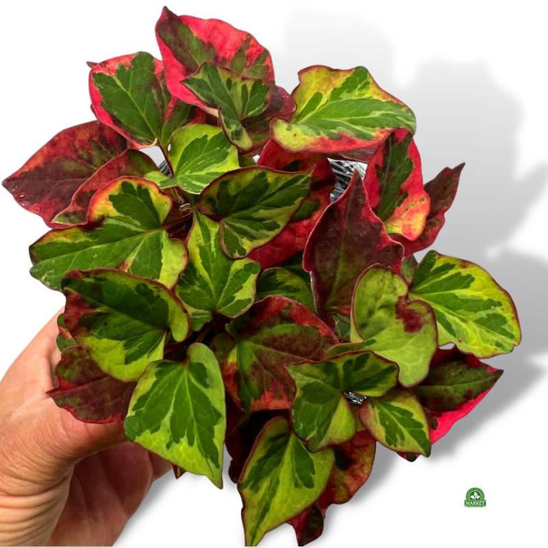 Rośliny o kolorowych liściach pielęgnacja