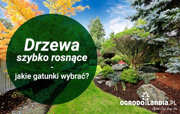 Sosny i świerki do ogrodu