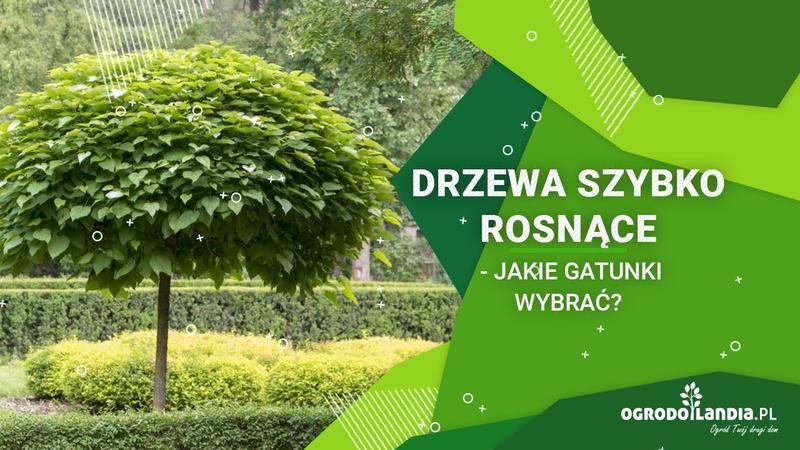 Szybkorosnące drzewa liściaste