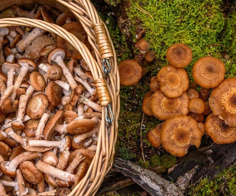 Unikanie pomyłek przy zbiorach opieńek