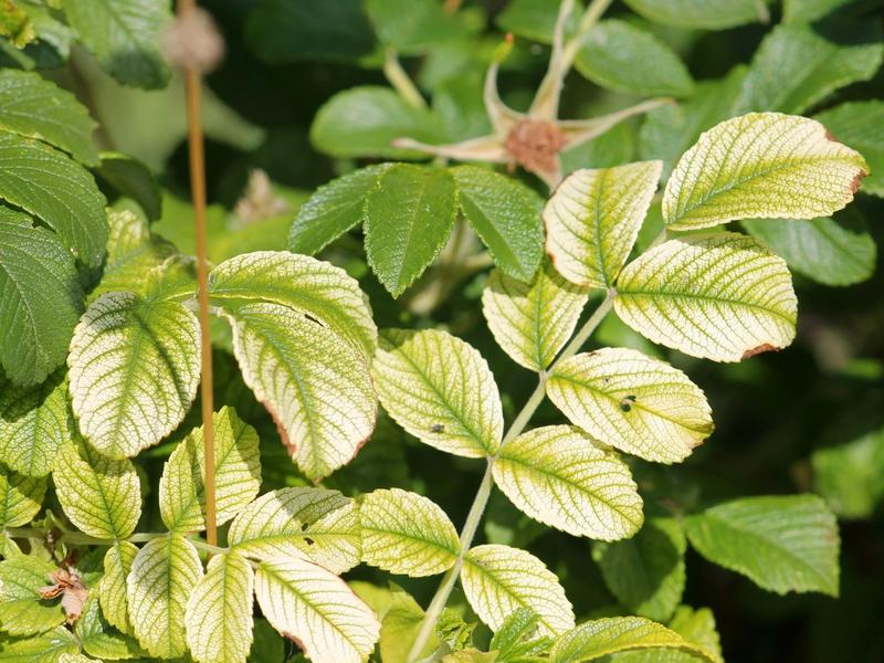 Chloroza liści – przyczyny, objawy i skuteczne metody zwalczania problemu