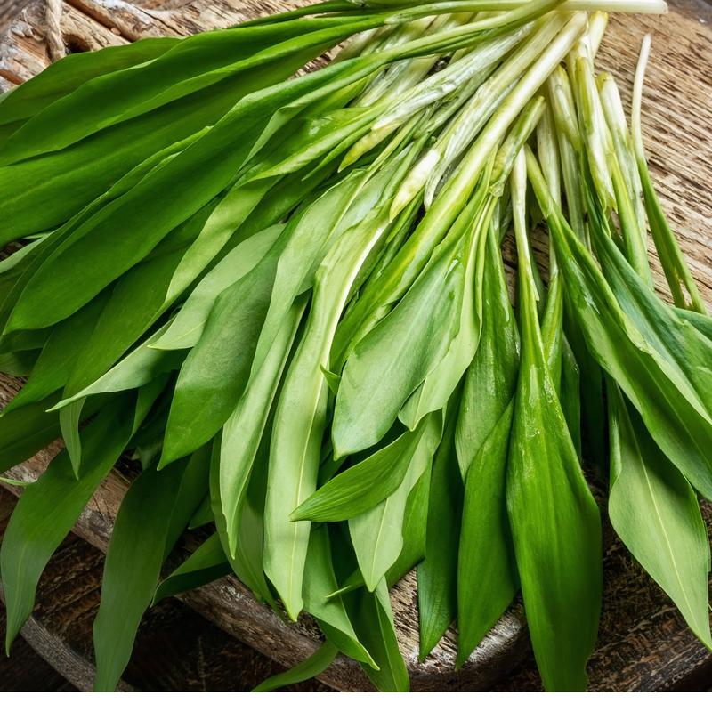 Czosnek niedźwiedzi – najlepszy czas na sadzenie i siew tego aromatycznego zioła