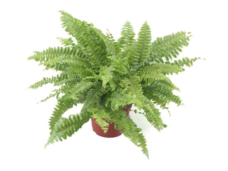 Dlaczego paprotka usycha? Oto kilka przyczyn, które warto znać