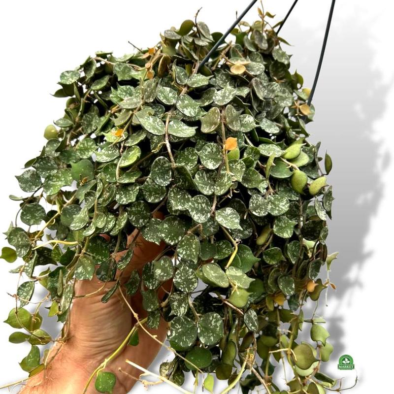 Hoja – co to za roślina, jak wygląda i jak ją uprawiać w domu?