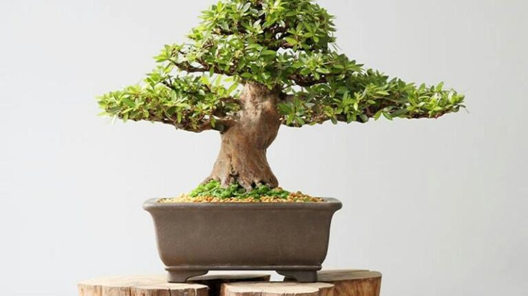 Jak stworzyć i pielęgnować drzewko bonsai przed domem – praktyczny przewodnik