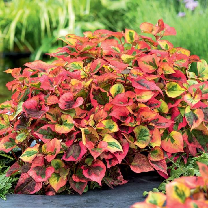 Jak z powodzeniem uprawiać i pielęgnować pstrolistkę sercowatą, tulacza i pstry jak ja?