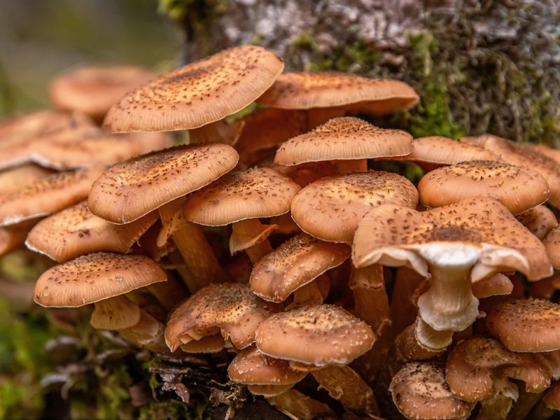 Opieńki – jak je rozpoznać i czy są bezpieczne dla zdrowia?