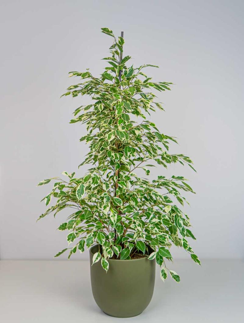 Najczęstsze błędy w pielęgnacji fikusa