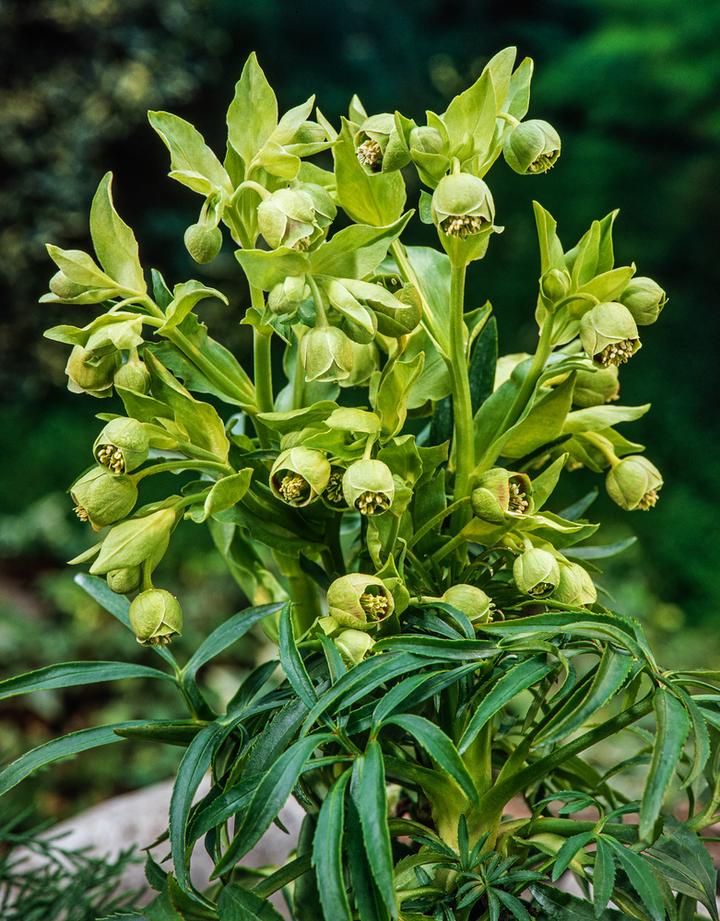 Najczęstsze problemy w uprawie ciemiernika