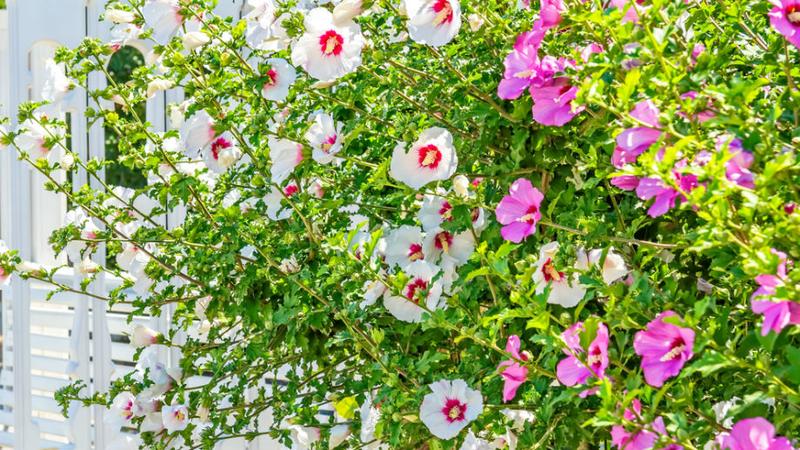 Najpiękniejsze gatunki pnączy