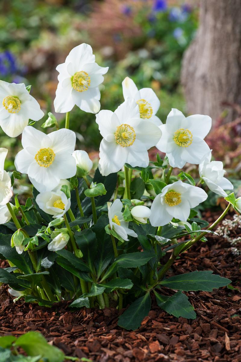 Optymalne warunki dla ciemiernika