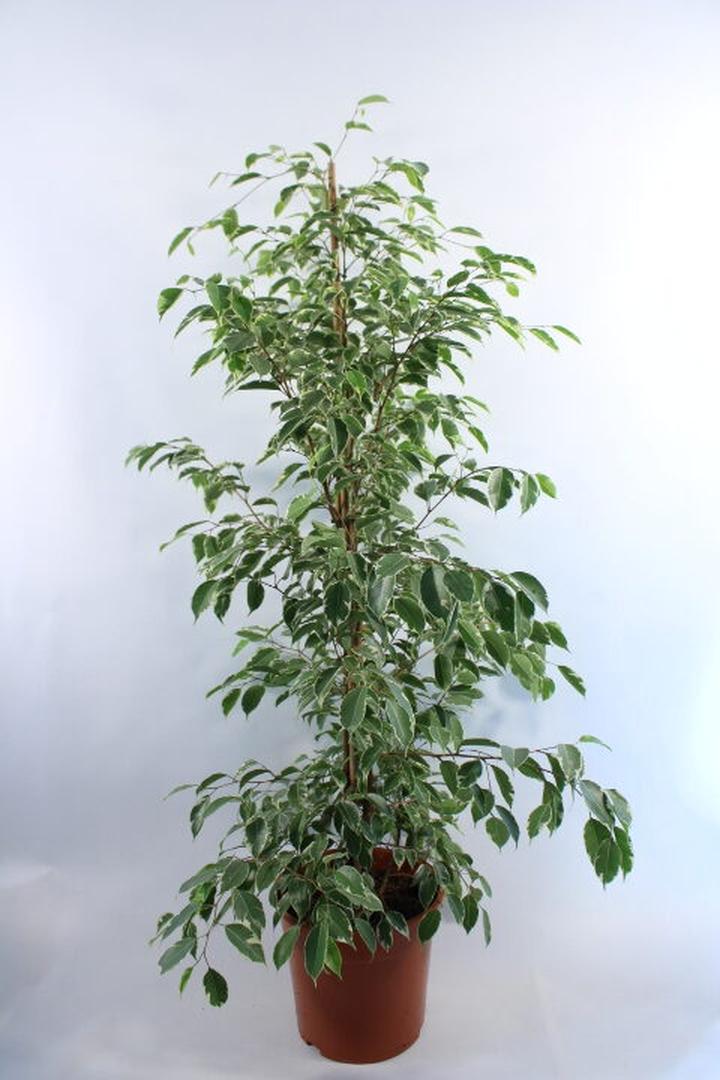 Pielęgnacja fikusa benjamina