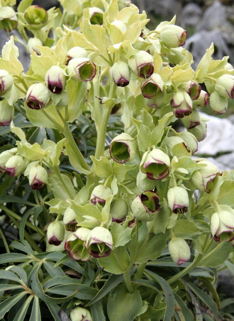 Pielęgnacja i nawożenie ciemiernika