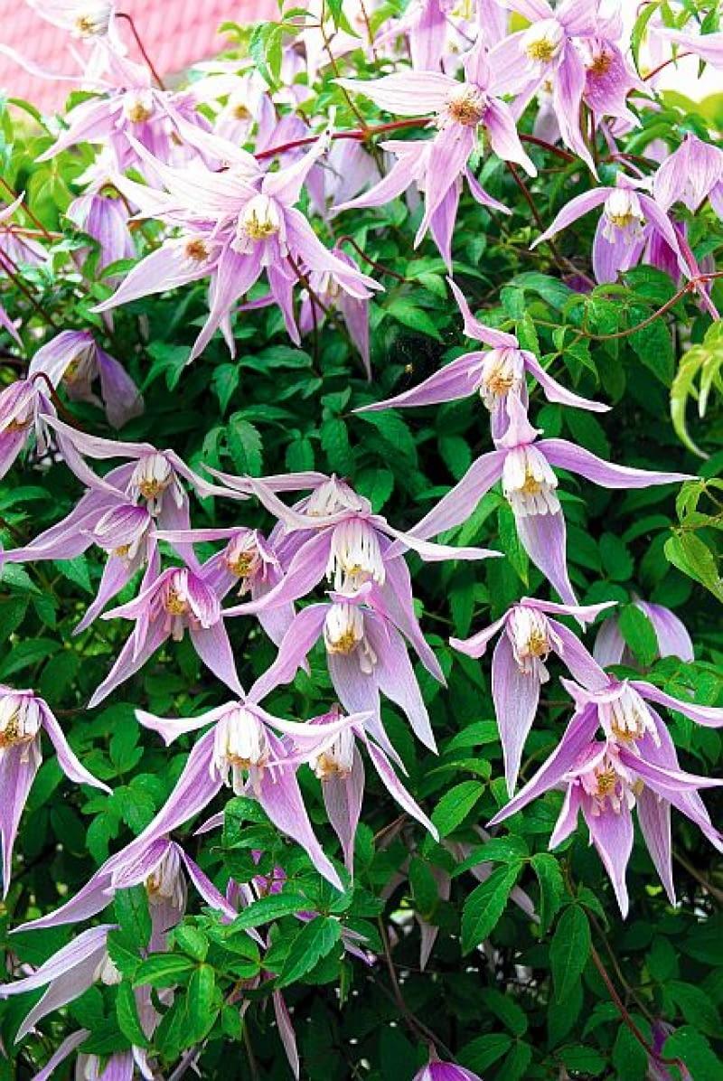 Pielęgnacja pnączy przez cały sezon