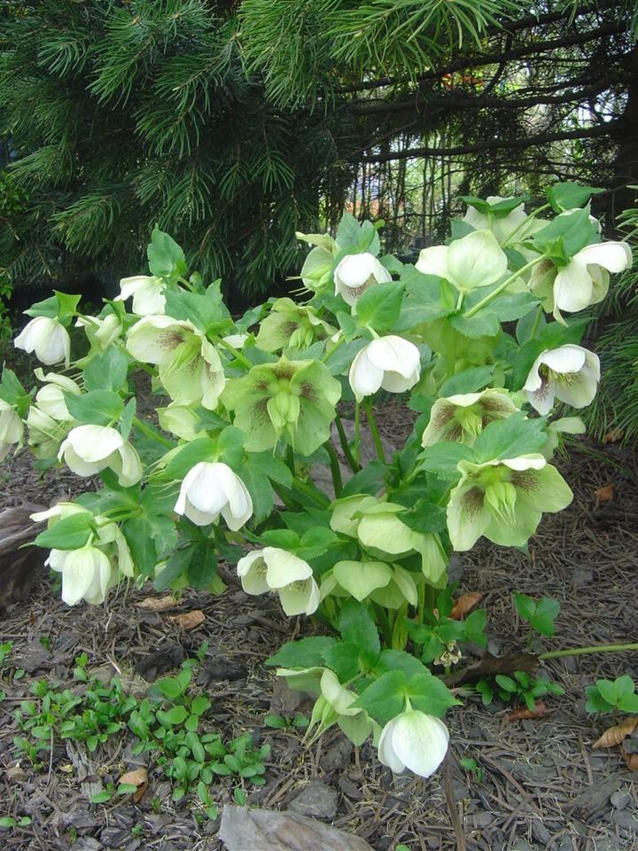 Uprawa ciemiernika ogrodowego