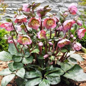 Ciemiernik ogrodowy – jak skutecznie go uprawiać w swoim ogrodzie?